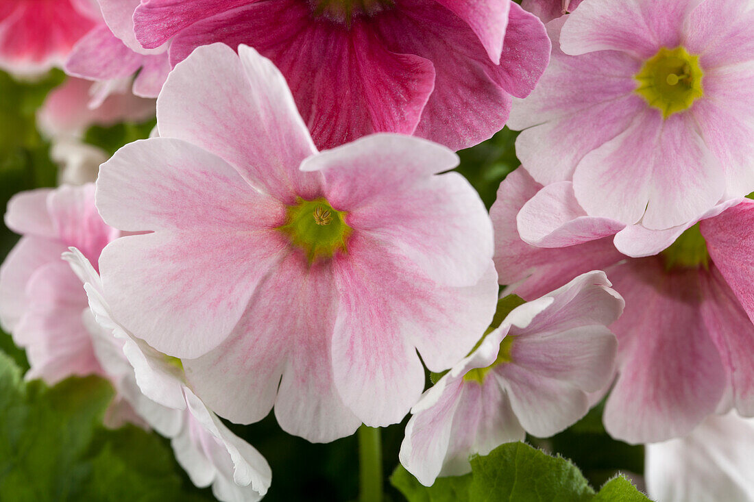 Primula obconica