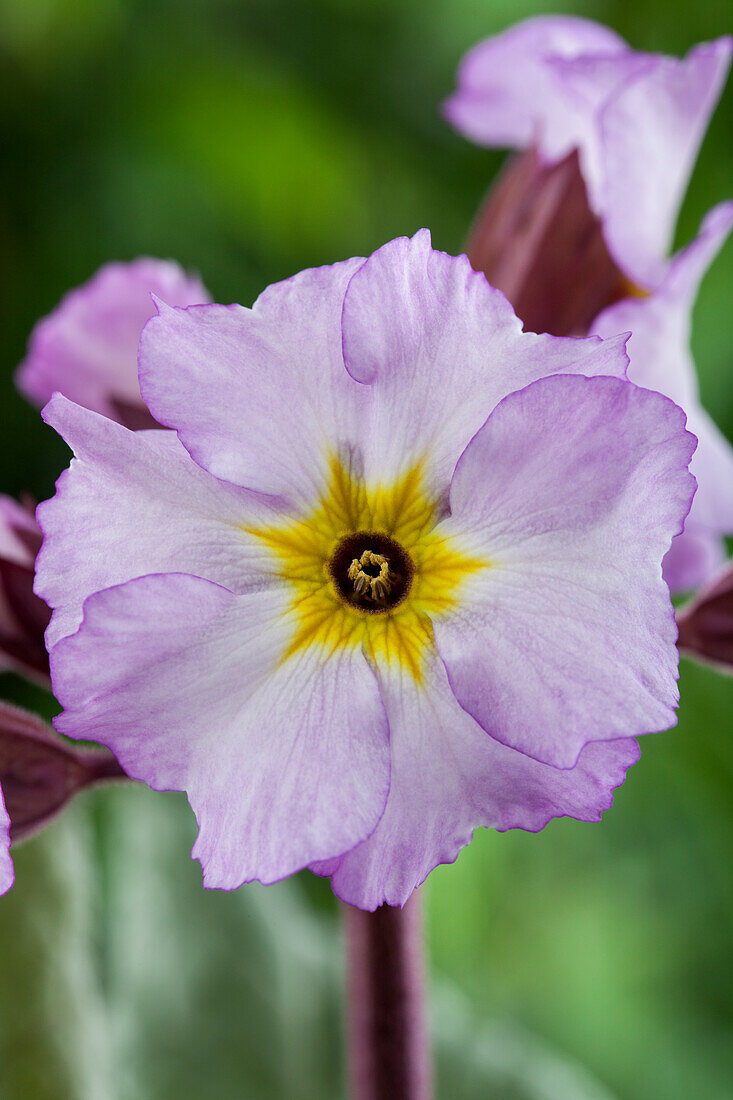 Primula x pruhoniciana