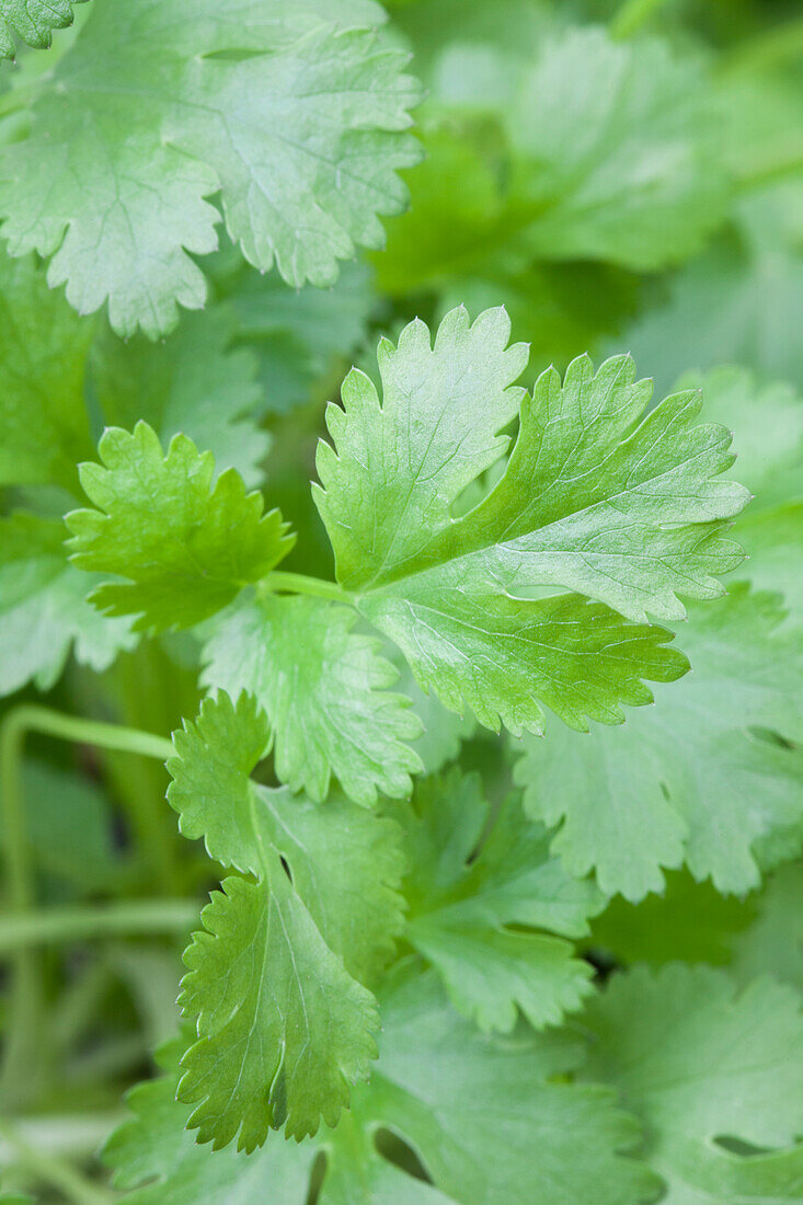 Coriandrum sativum