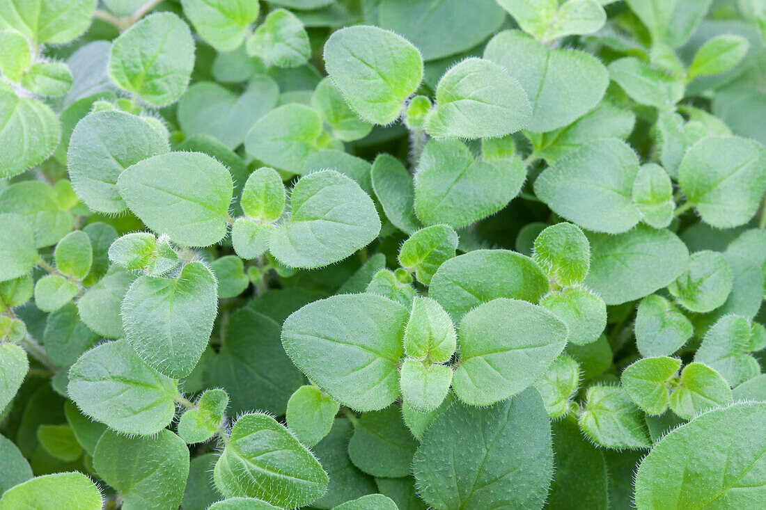 Origanum vulgare