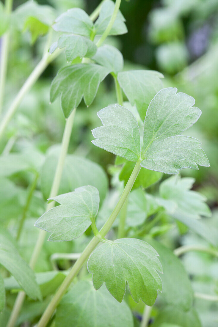 Levisticum officinale