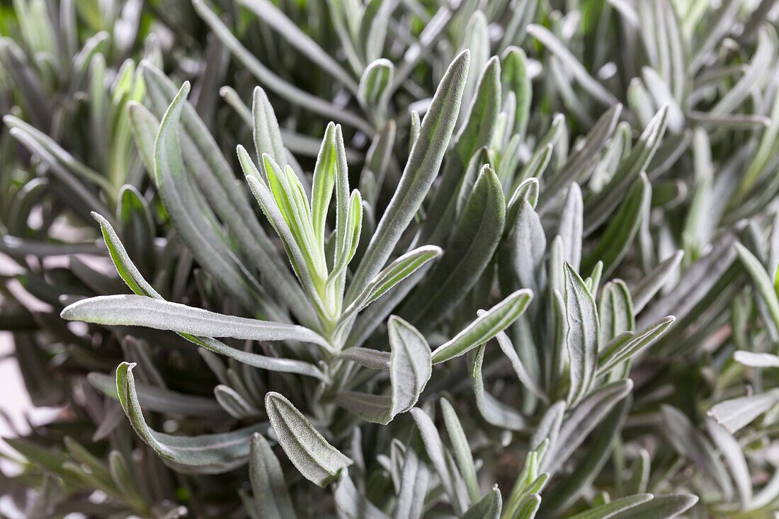 Helichrysum angustifolia