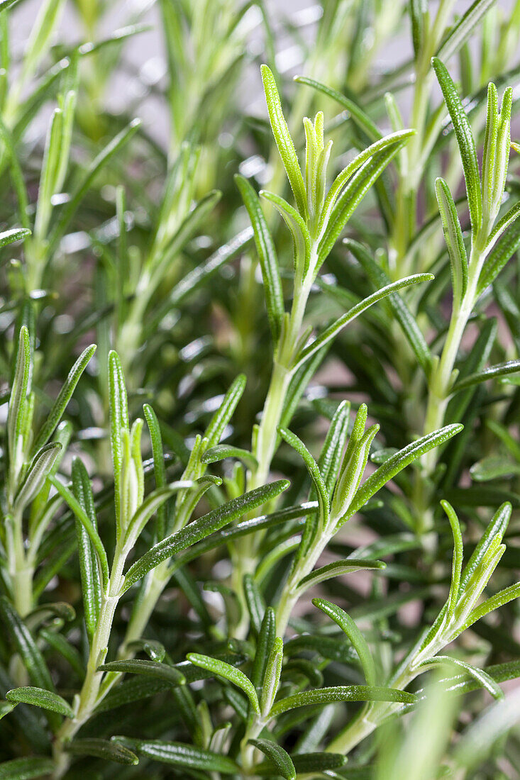 Rosmarinus officinalis