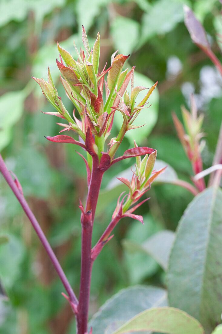 Photinia fraseri 'Little Red Robin'