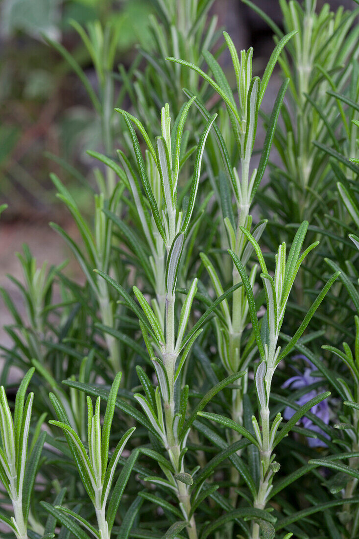 Rosmarinus officinalis