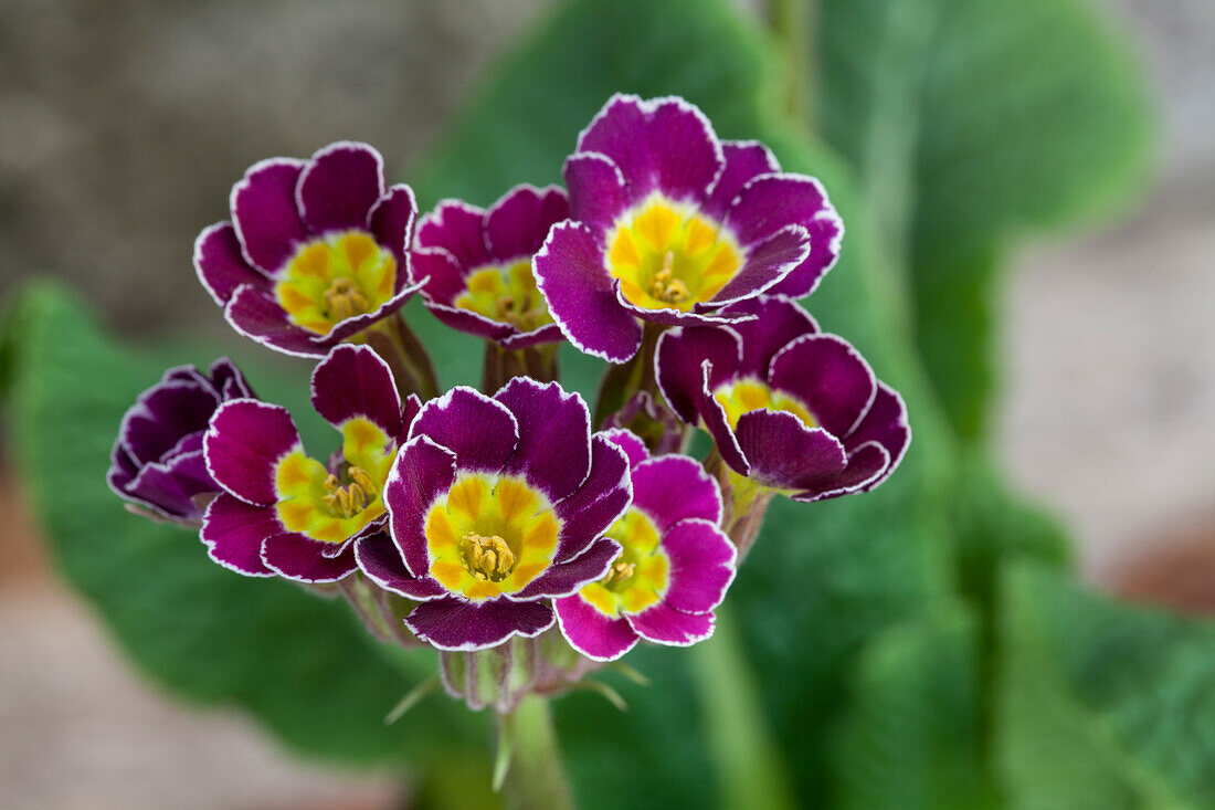 Primula