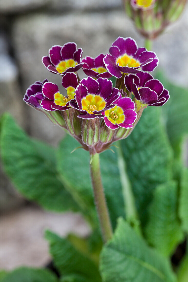 Primula