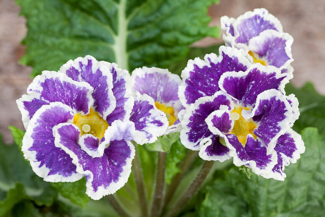 Primula vulgaris 'Sirocco'