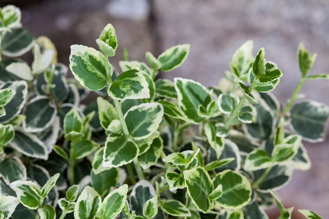 Euonymus fortunei Emerald Gaiety