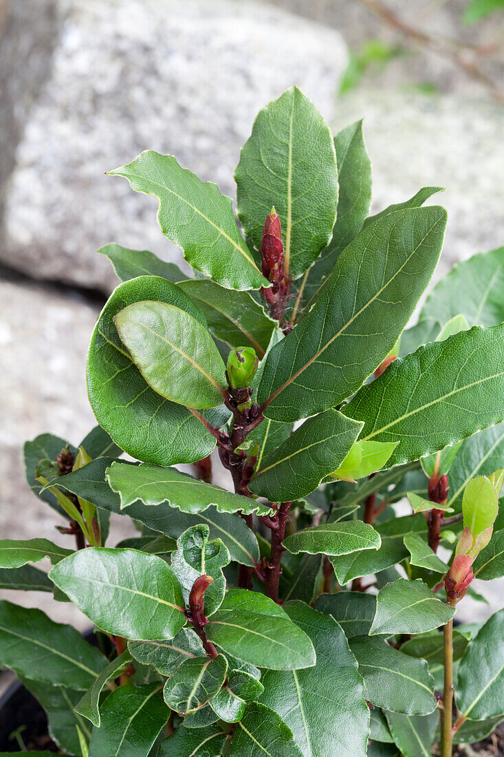 Laurus nobilis