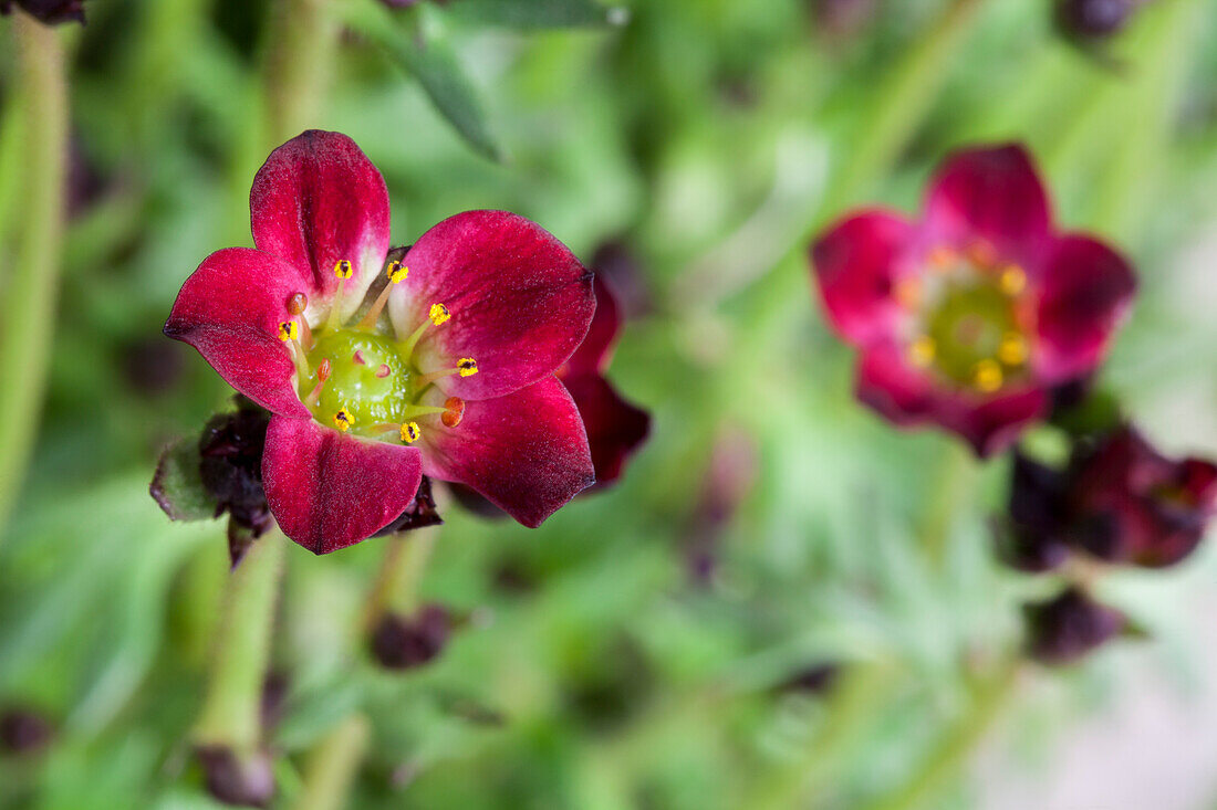 Saxifraga x arendsii