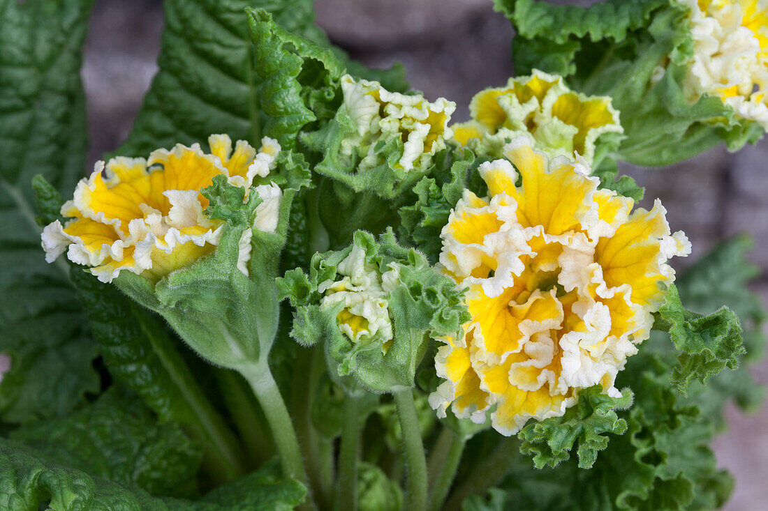 Primula vulgaris 'Sirocco'