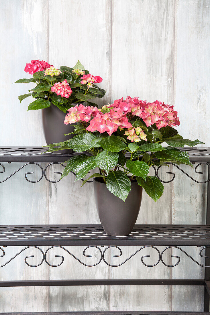 Hydrangea macrophylla, red