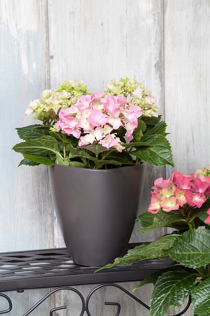 Hydrangea macrophylla, pink