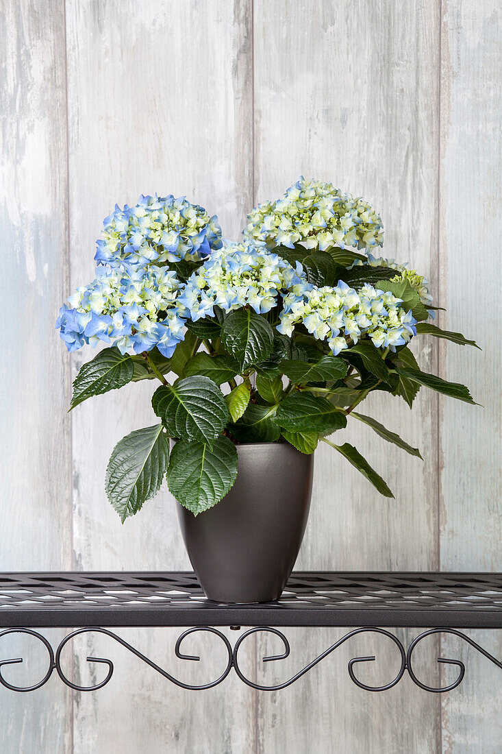 Hydrangea macrophylla, blue