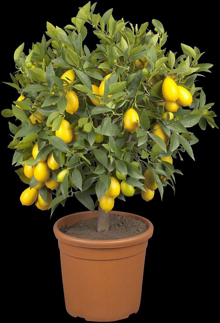 Citrus limon x fortunella japonica