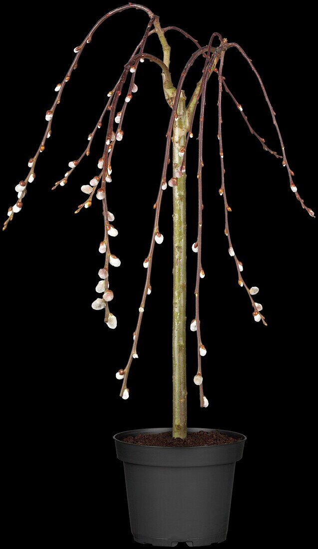 Salix caprea 'Pendula', Stamm