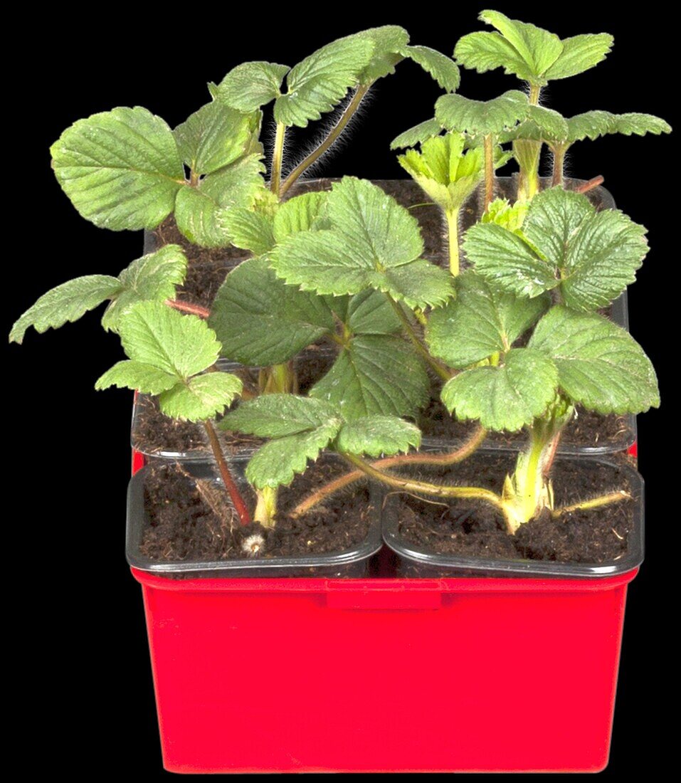 Fragaria x ananassa 'Kitty Schindler