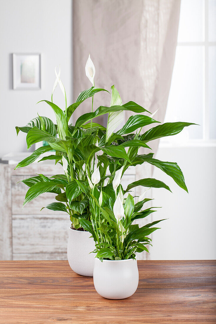 Spathiphyllum floribundum