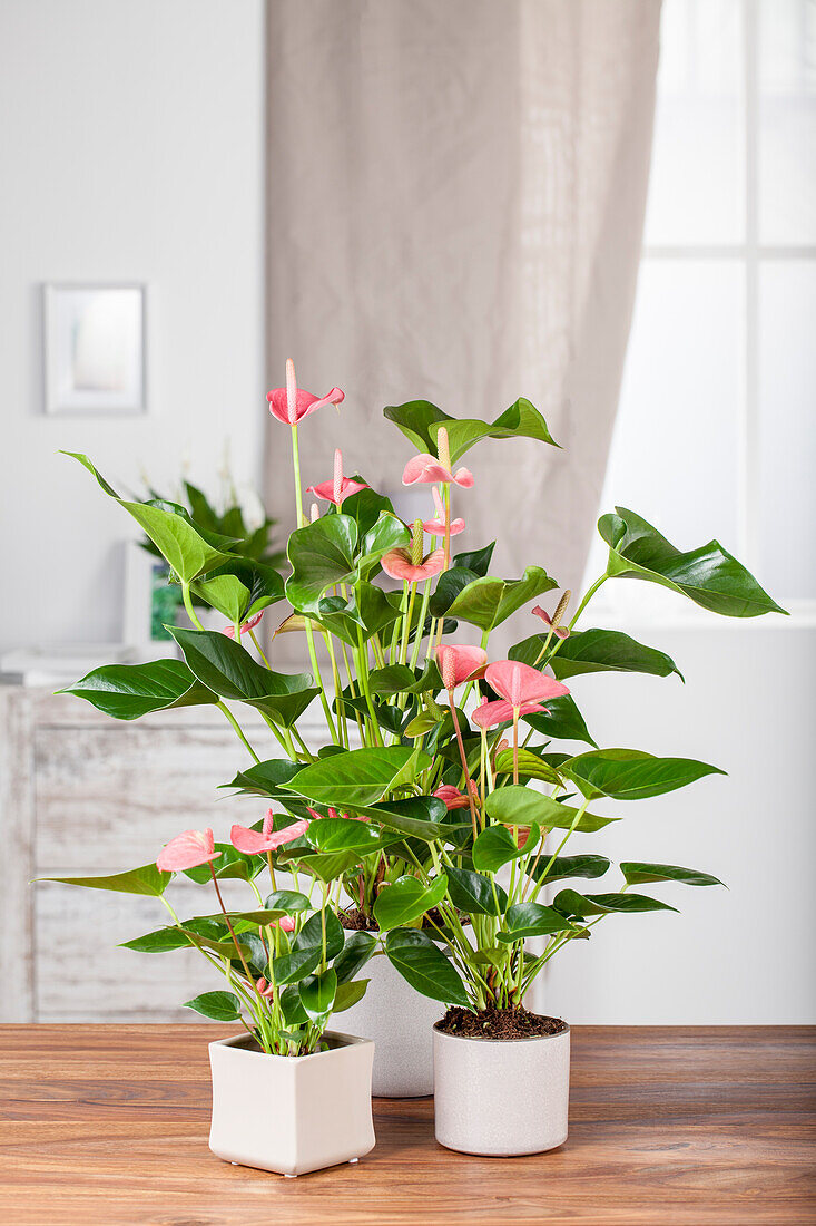 Anthurium x andreanum