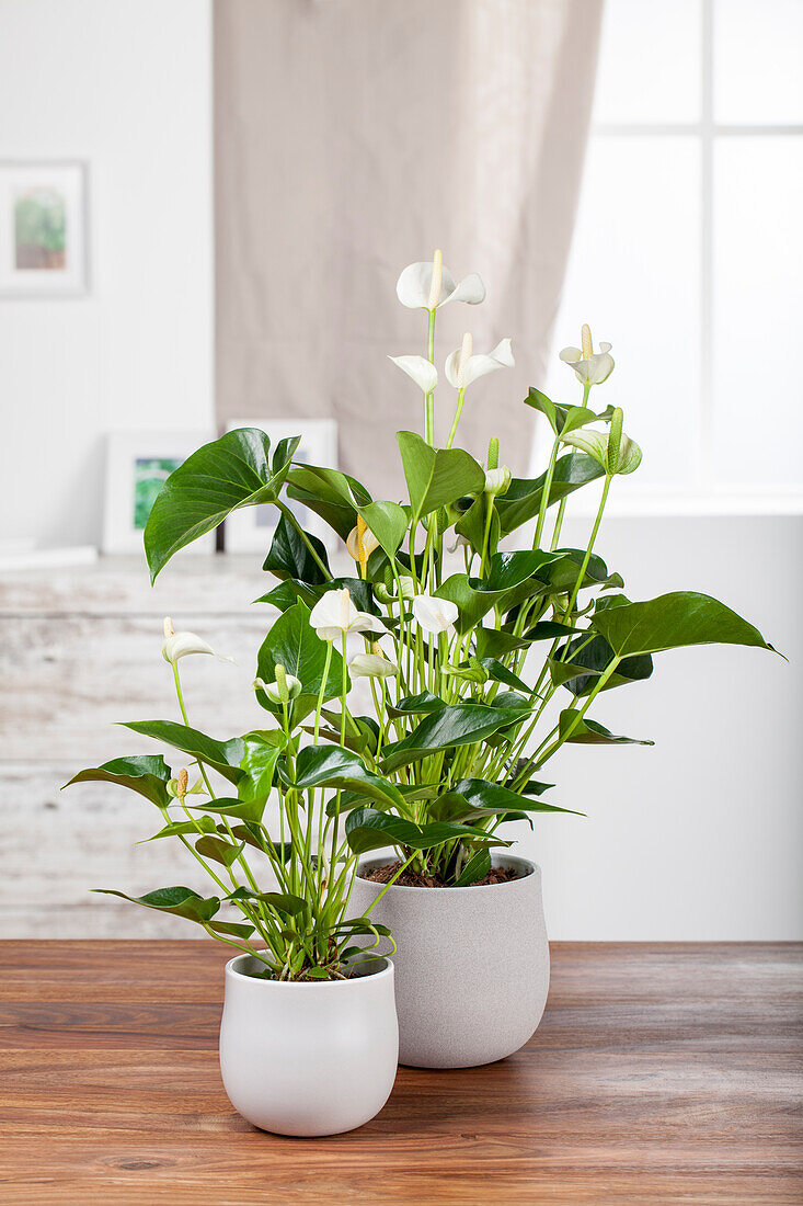 Anthurium andreanum