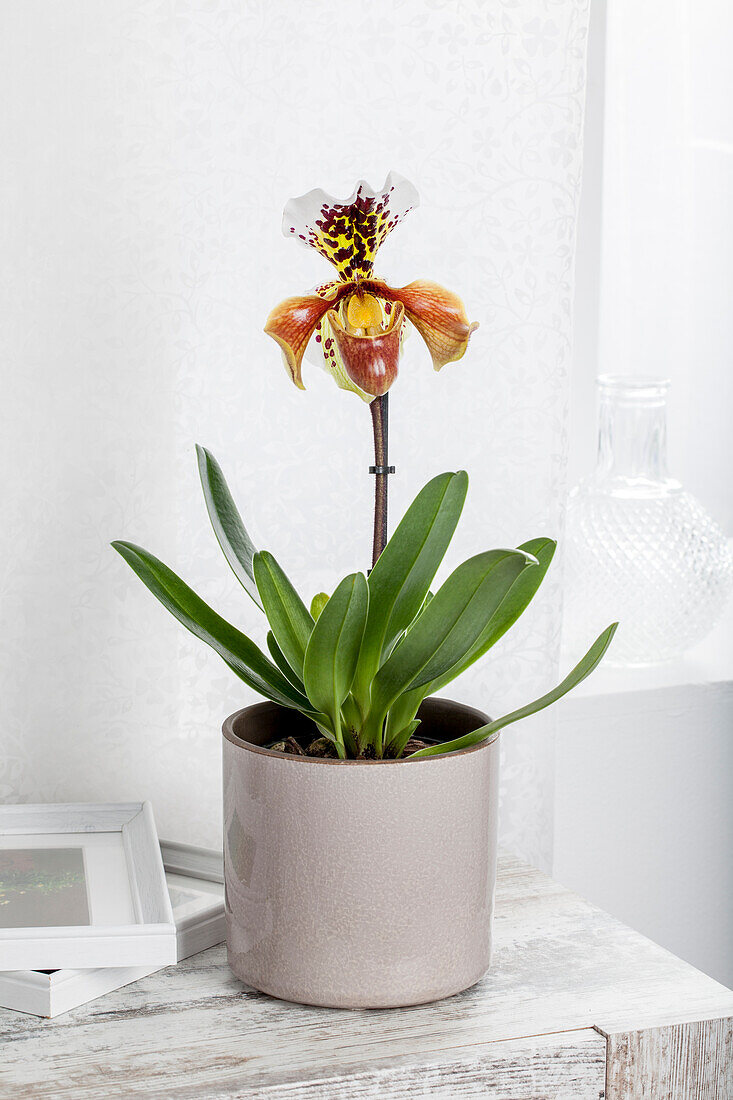 Paphiopedilum Hybride