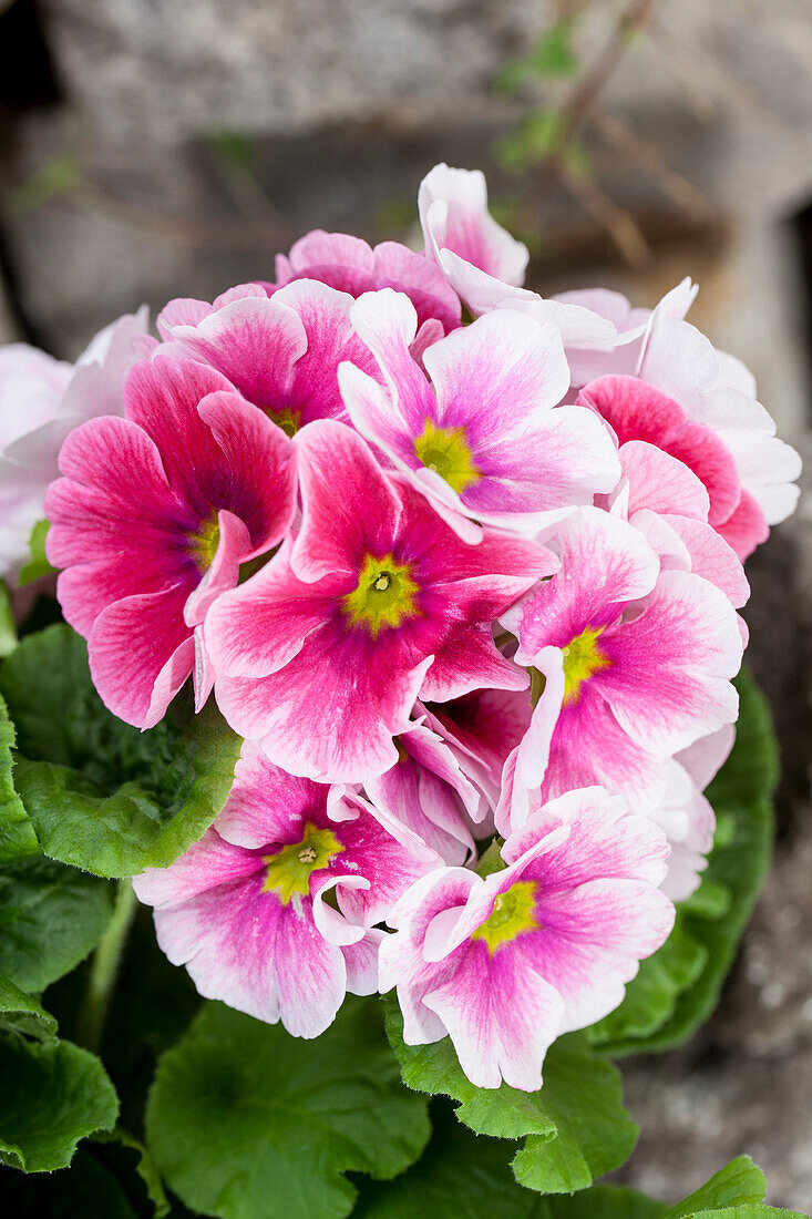 Primula obconica, rosa