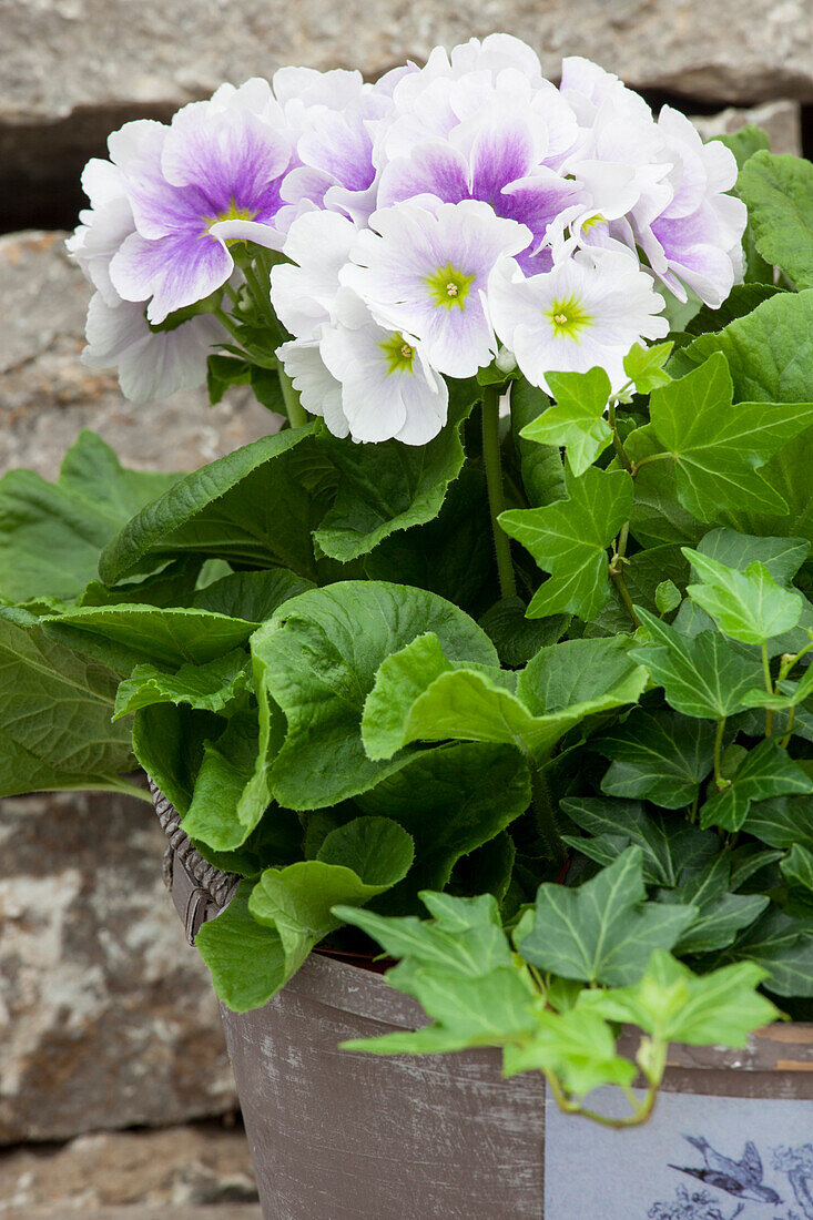 Primula obconica, zweifarbig