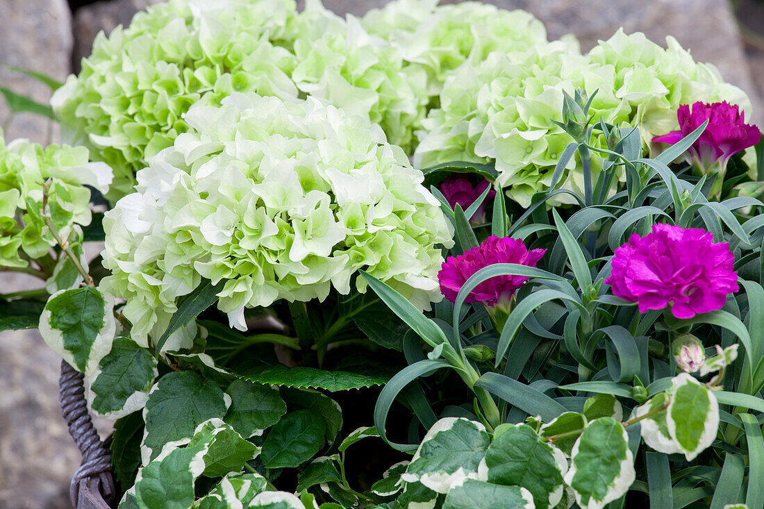 Dianthus caryophyllus, Hydrangea macrophylla