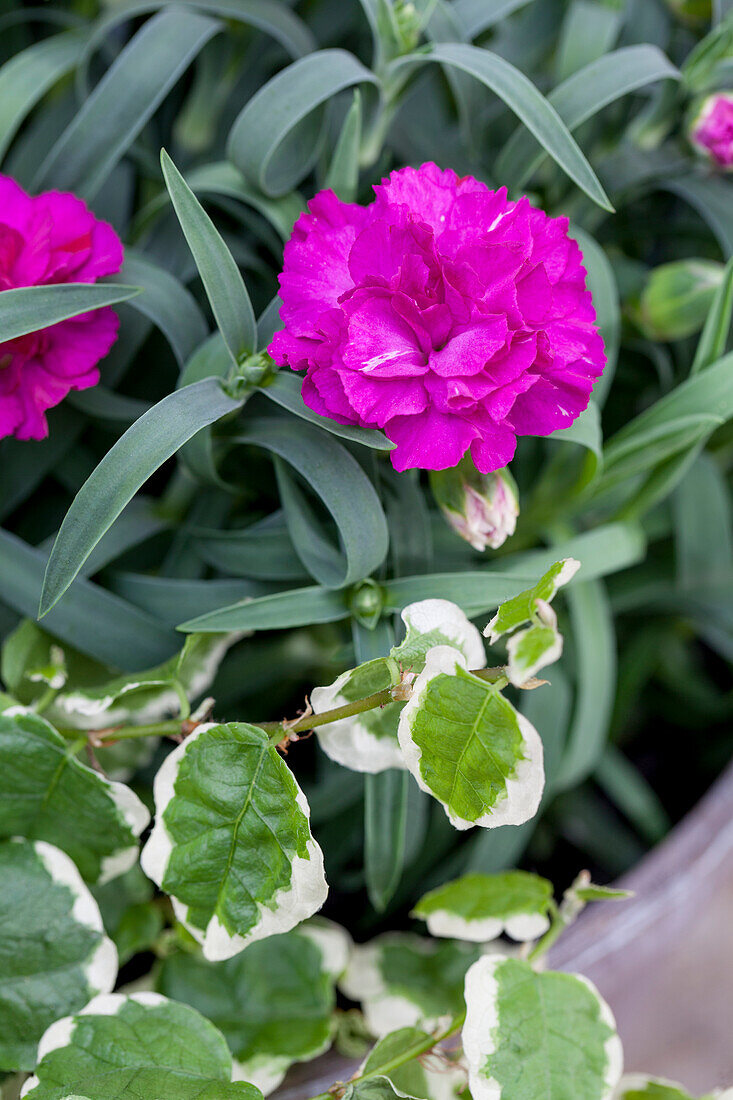 Dianthus caryophyllus