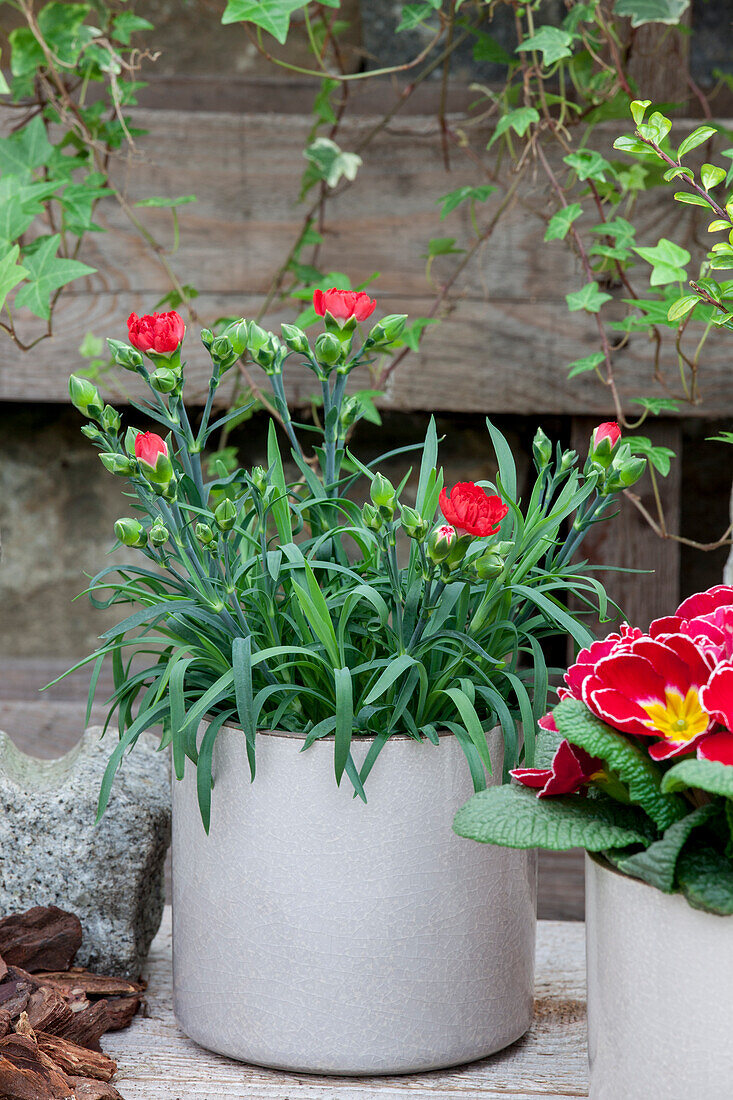 Dianthus caryophyllus