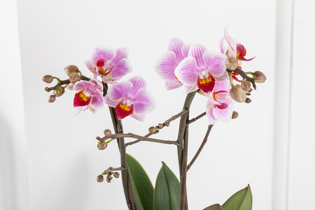 Phalaenopsis pink