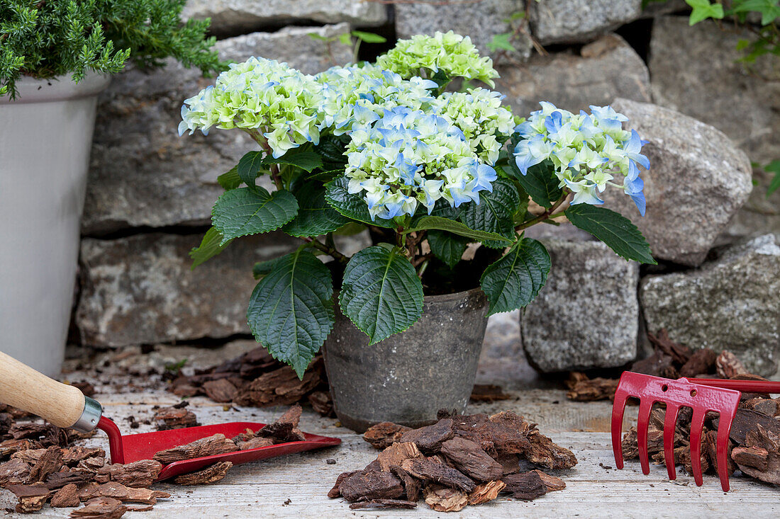 Hydrangea macrophylla, blau