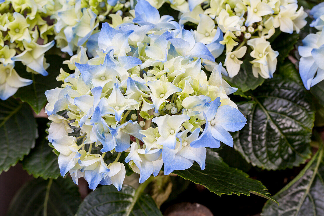 Hydrangea macrophylla, blau