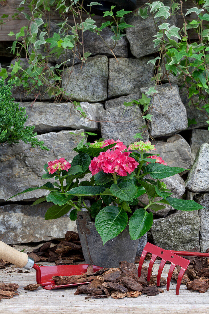 Hydrangea macrophylla, red