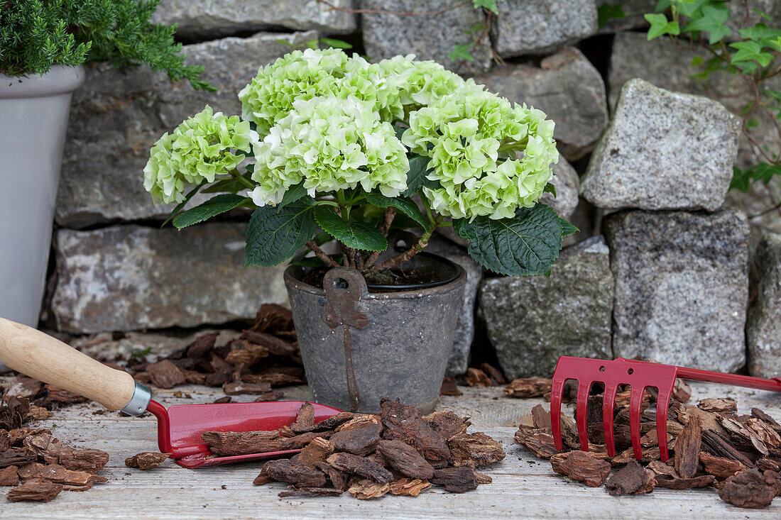 Hydrangea macrophylla, weiß