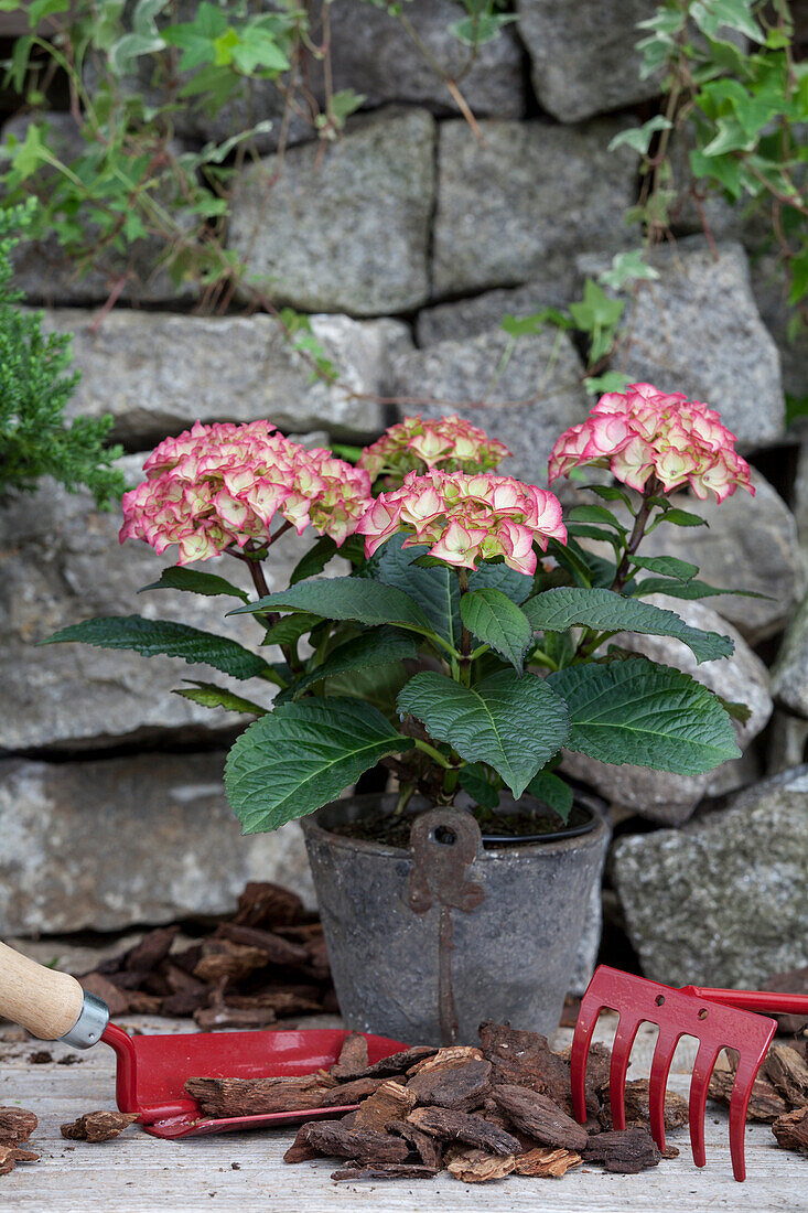 Hydrangea macrophylla, red