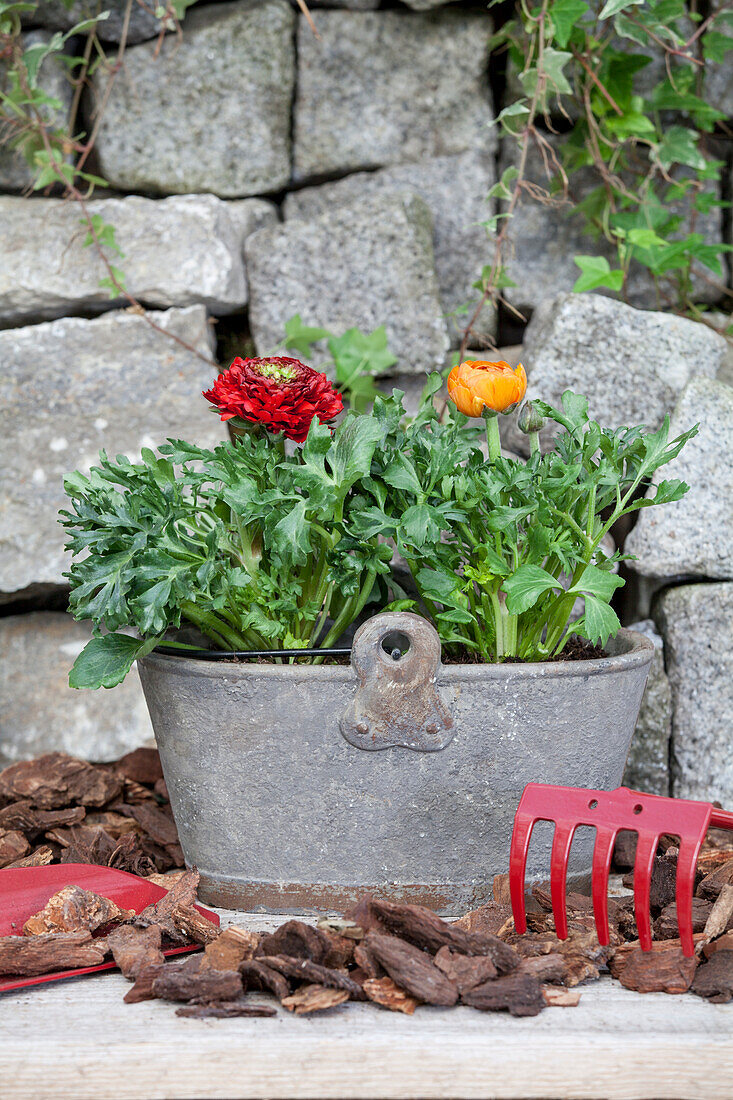 Ranunculus asiaticus