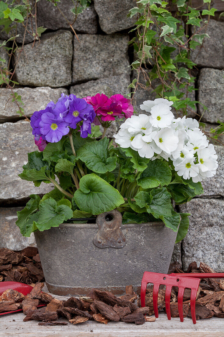 Primula obconica