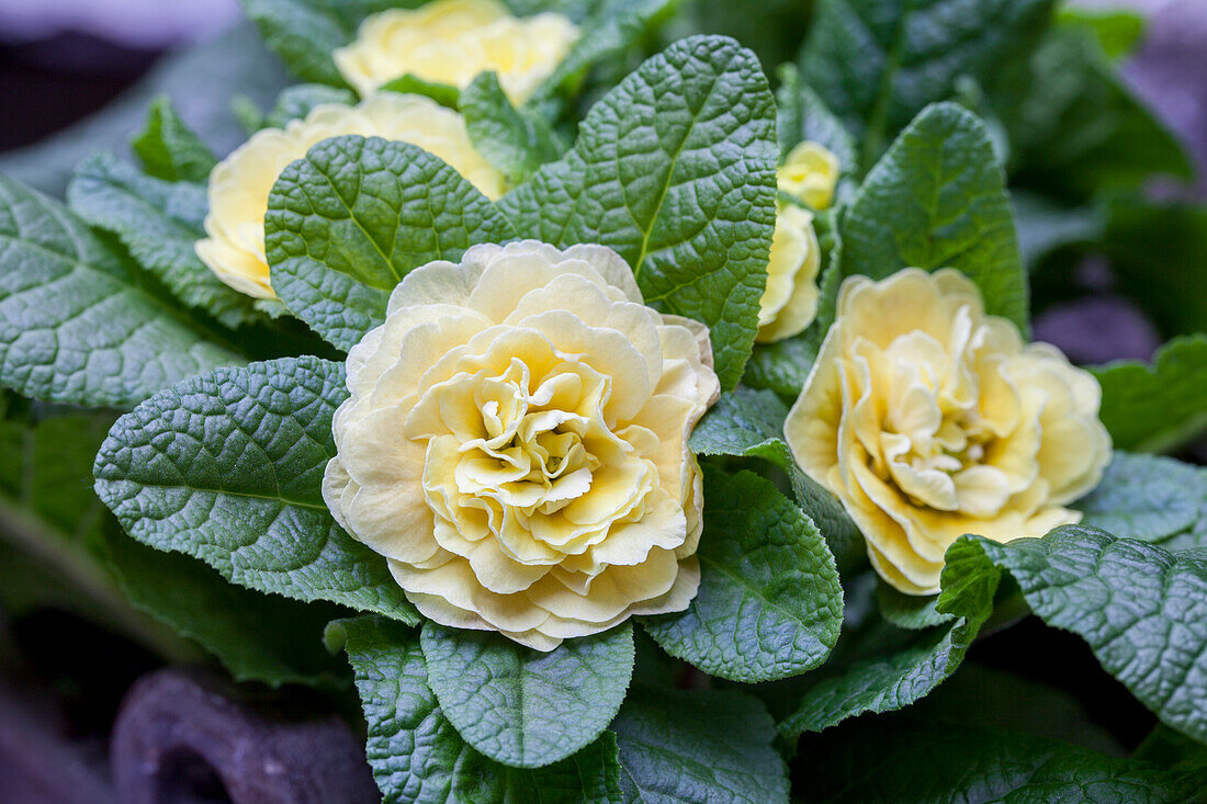 Primula vulgaris 'BELARINA'