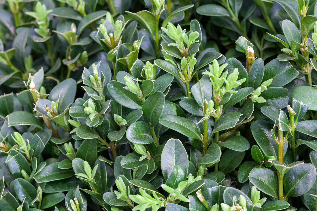 Buxus sempervirens