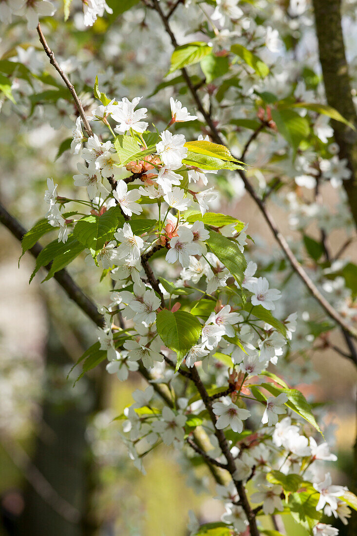 Prunus serrulata 'Tai-Haku'