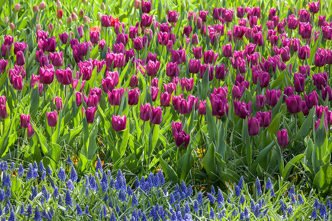 Tulipa, Muscari armeniacum