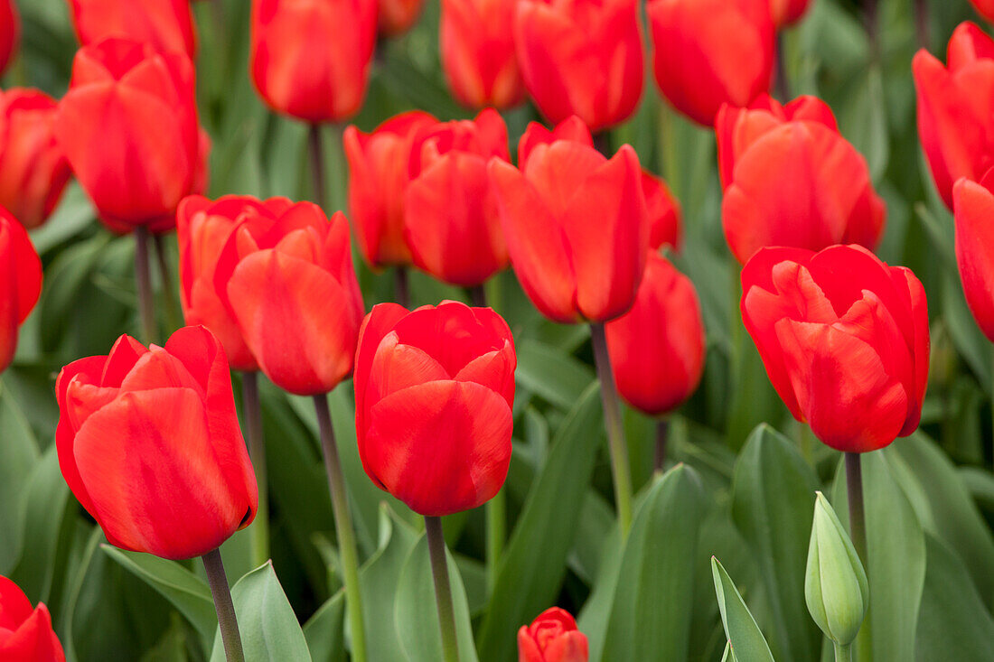 Tulipa, red