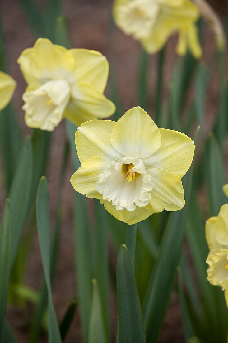 Narcissus Snow Frills