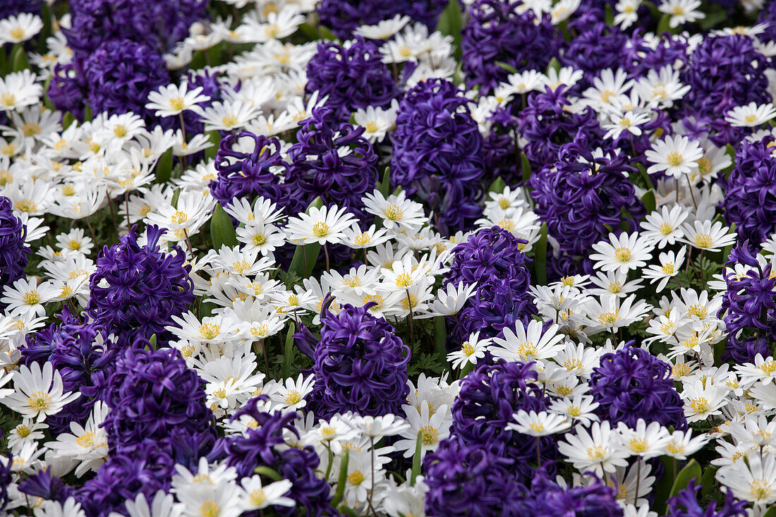 Anemone blanda, Hyacinthus orientalis