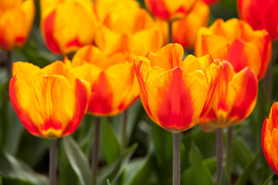 Tulipa, yellow-red