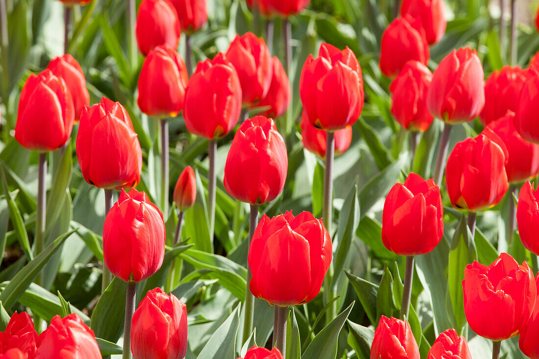 Tulipa, red