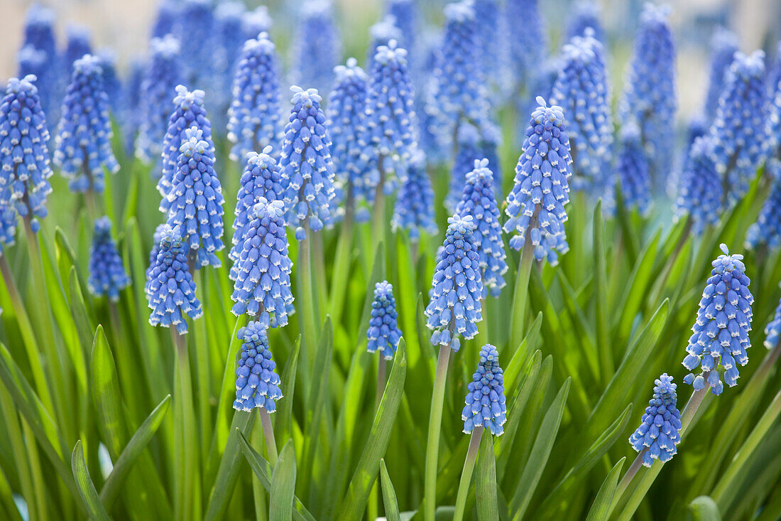 Muscari armeniacum