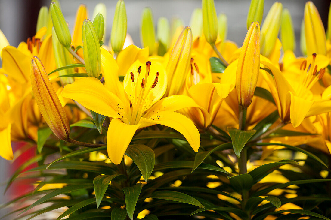 Lilium, yellow